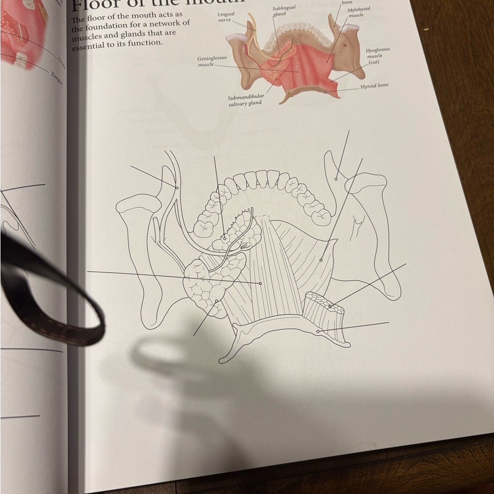 Human Body Coloring Book - Picture 5 of 15